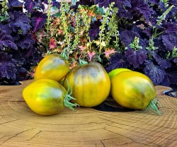 sweet tropical pear6